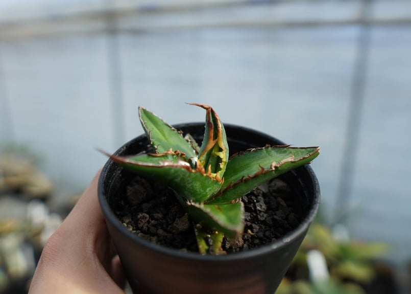 アガベ オテロイ agave oteroi No.1 | mana's farm:塊根植物・ア