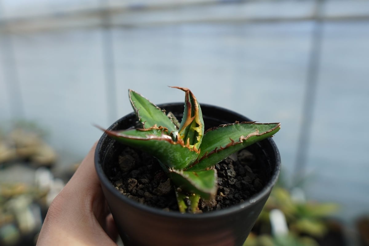 アガベ オテロイ　大株　塊根植物　コーデックス アガベ オテロイ agave oteroi No.1 | mana's farm:塊根植物・ア