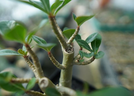 アデニウム　Adenium　No.11
