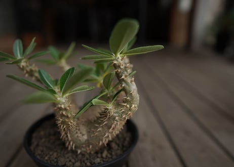 パキポディウム　デンシフローラム　Pachypodium densiflorum