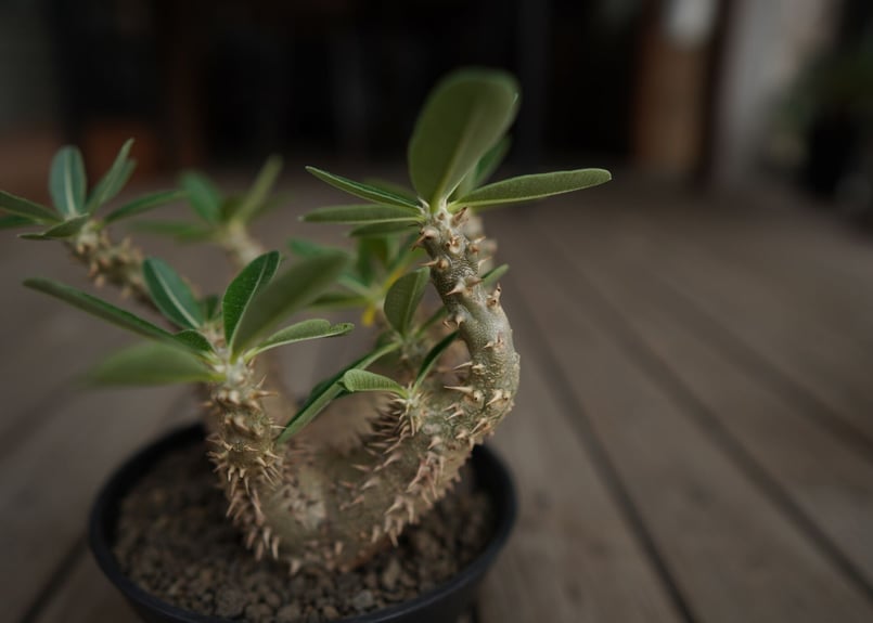 パキポディウム デンシフローラム Pachypodium densiflorum | mana