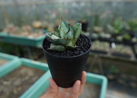 アガベ　チタノタ　 ブラックアンドブルー 　Agave titanota black and blue　No.3