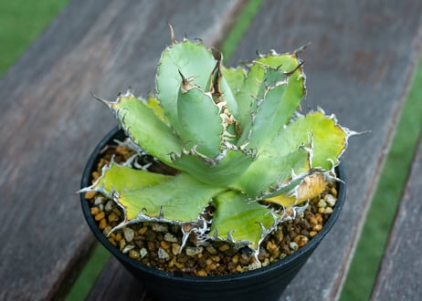 XL SIZE 磐 植木鉢 作家鉢 アガベ 陽炎 グラキリス 恵比寿笑い 万物想