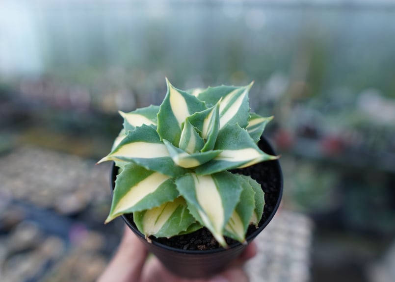 アガベ 王妃雷神錦 黄中斑 Agave “Ohi Raijin Nishiki Kinakah