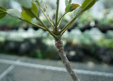 フィランサス　ミラビリス　Phyllanthus mirabilis