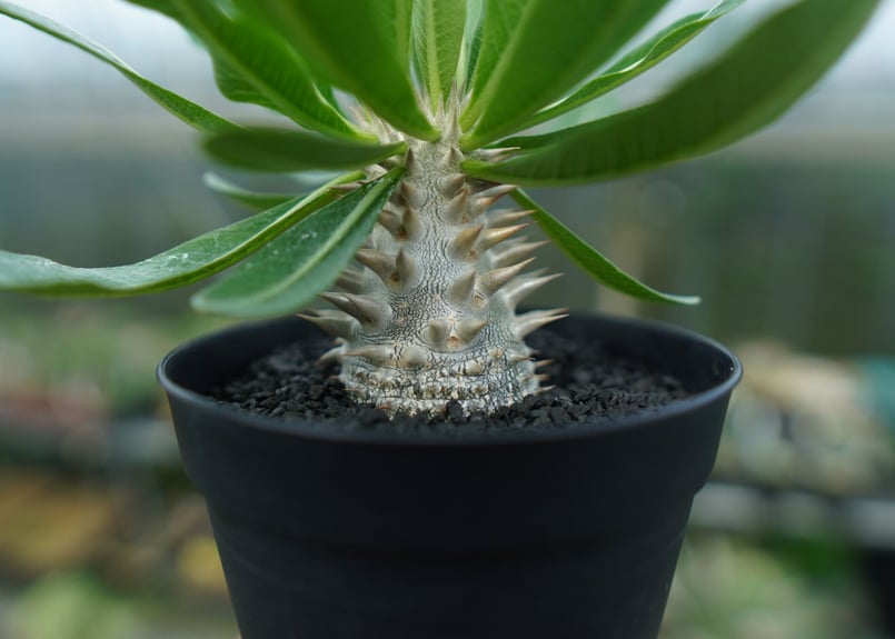 パキポディウム 恵比寿大黒 Pachypodium Densicaule No.9 | man