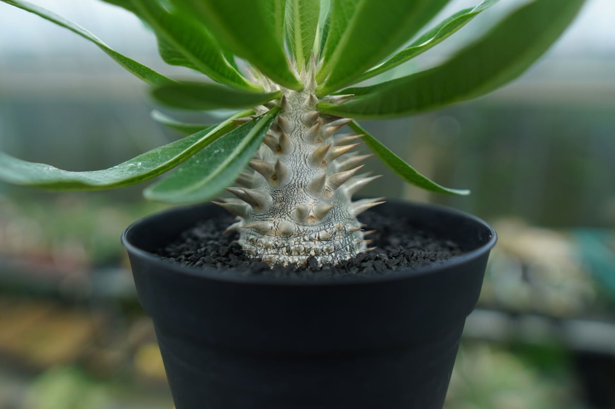 大株　パキポディウム 恵比寿大黒 パキポディウム・恵比寿大黒 | trigger