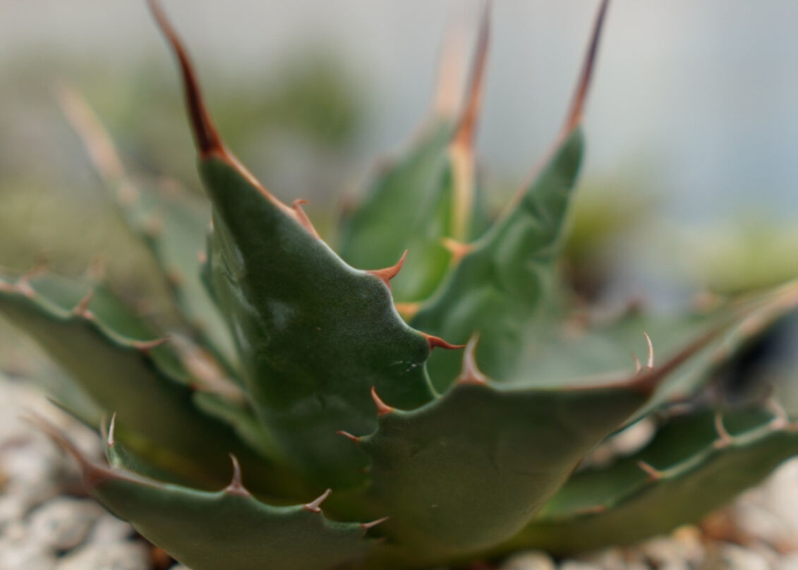 アガベ モンタナ | mana's farm:塊根植物・アガベ・ドライガーデン植物