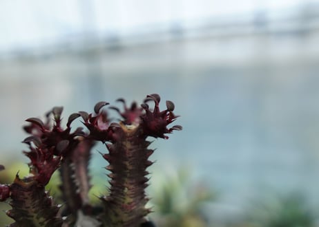 ユーフォルビア　トリゴナ　Euphorbia trigona