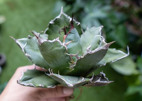 Agave titanota 白鯨嚴龍 A NO.3