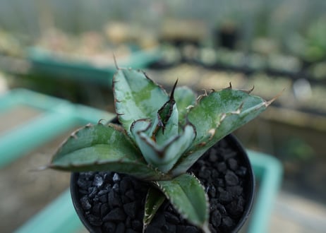 アガベ　チタノタ　 ブラックアンドブルー 　Agave titanota black and blue　No.5