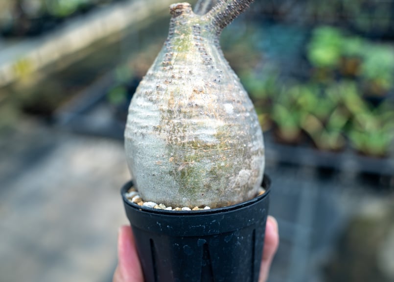 パキポディウム グラキリス No.23 | mana's farm:塊根植物・アガベ