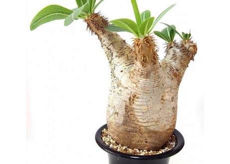 パキポディウム エブレネウム　Pachypodium eburneum  №1