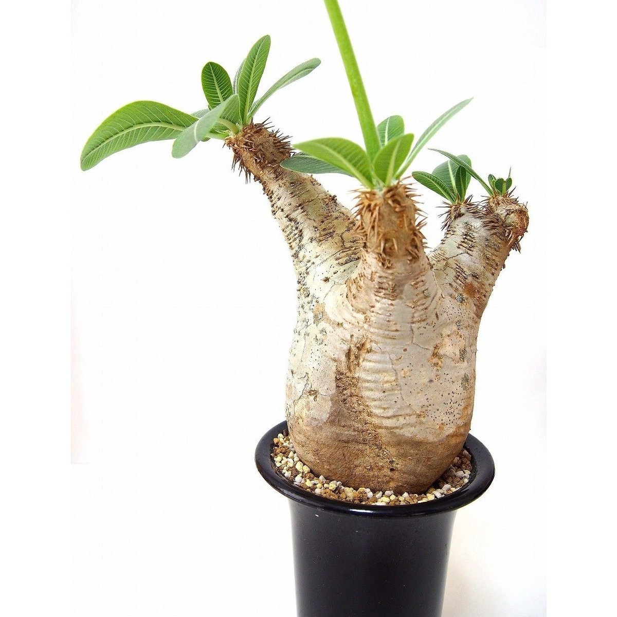 パキポディウム エブレネウム Pachypodium eburneum №1 | mana'