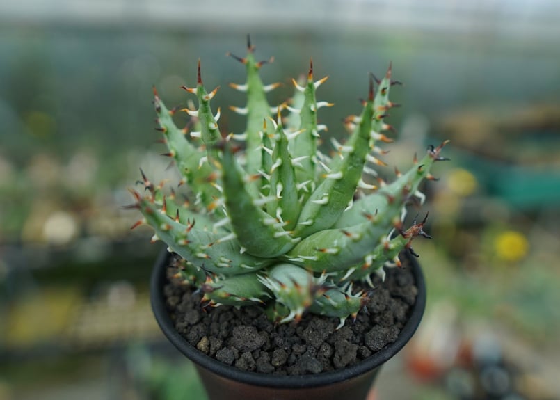 アロエ エリナケア Aloe erinacea | mana's farm:塊根植物・アガベ・