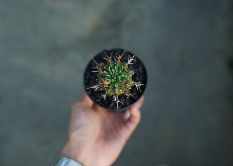 ユーフォルビア 群星冠 Euphorbia stellispina No.2 | mana'