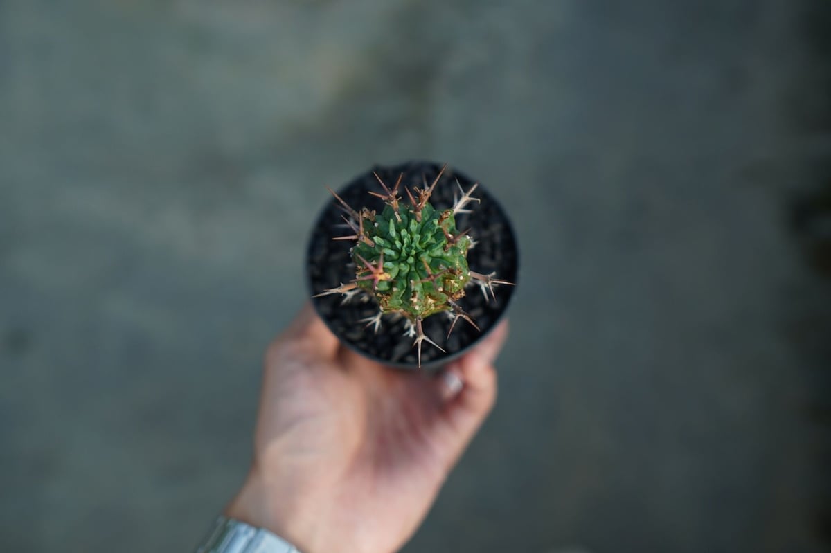 ใฆใผใใฉใซใใข ็พคๆๅ Euphorbia stellispina No.2 | mana' ใฆใผใใฉใซใใข ็พคๆๅ Euphorbia stellispina No.2 | mana'