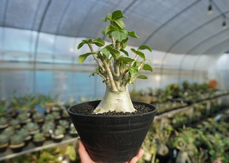 アデニウム　Adenium　No.3