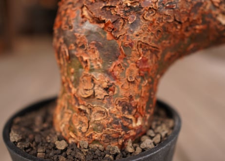 コミフォラ オルビクラリス　commiphora orbicularis