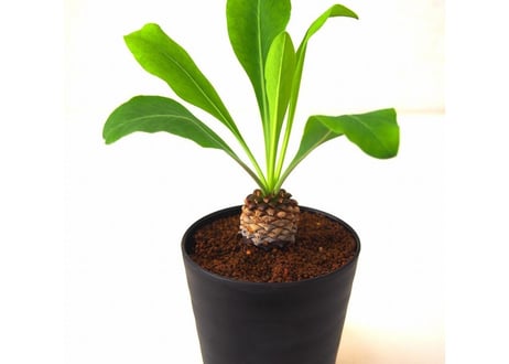 Euphorbia bupleurifolia 鉄甲丸  №3