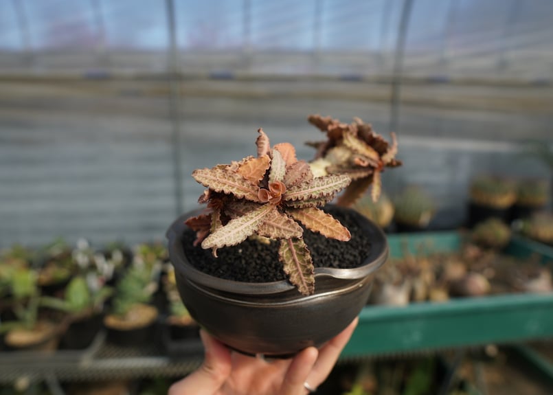 ユーフォルビア フランコイシー Euphorbia francoisii | mana's