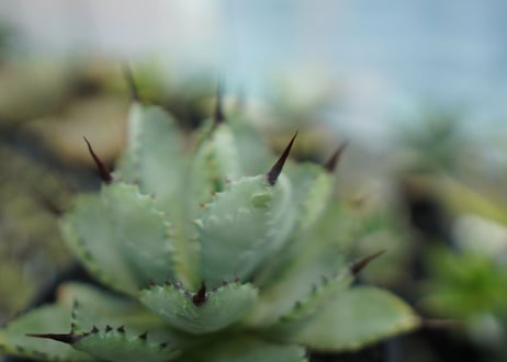 アガベ　マクロアカンサ×ポタトラム　 Agave macroacantha×potatorum  No.2