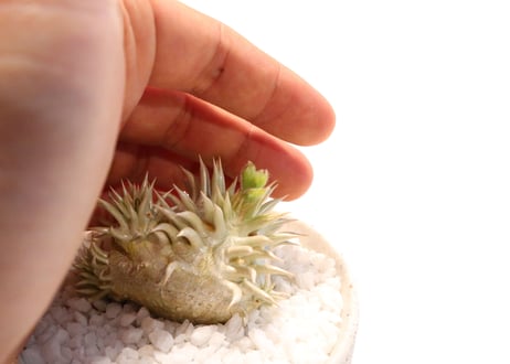 パキポディウム　エブレネウム　国内実生　花芽つき