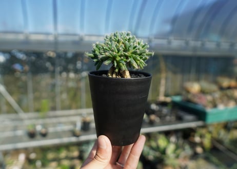 トリコディアデマ　デンサム　Trichodiadema densum  No.4