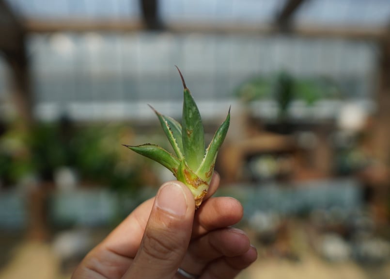 アガベ サングロー Agave Sun Glow No.1 | mana's farm:塊根