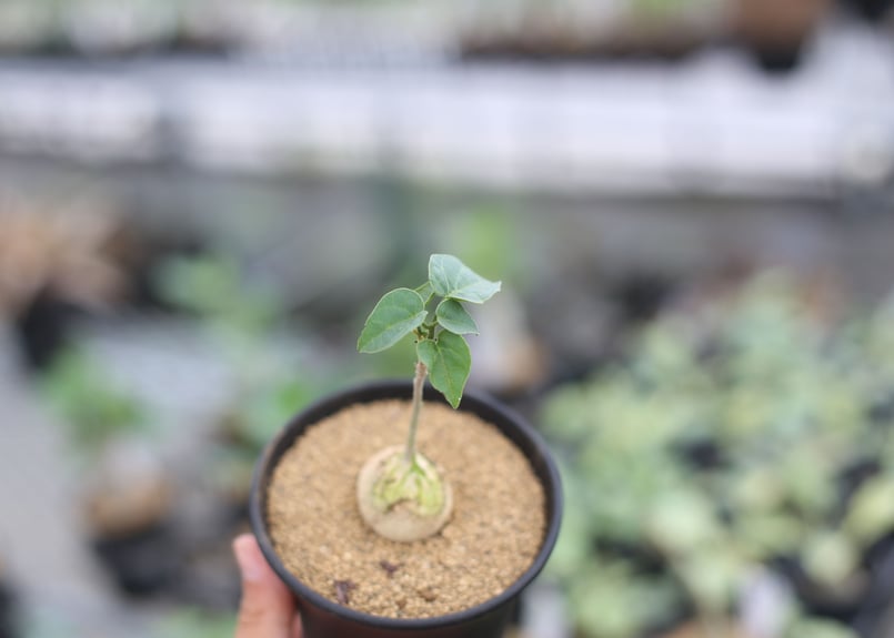 ピレナカンサ マルビフォリア | mana's farm:塊根植物・アガベ・ドライ