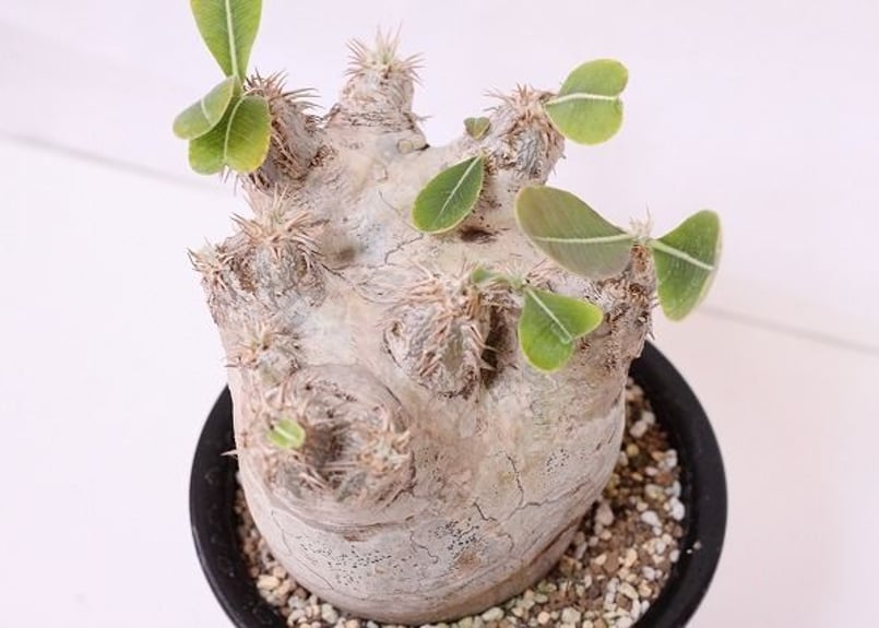 Pachypodium eburneum パキポディウム エブレネウム no.2 | man