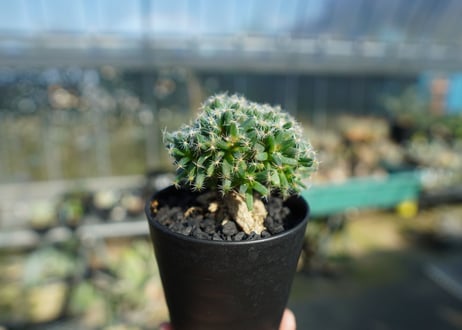 トリコディアデマ　デンサム　Trichodiadema densum  No.3