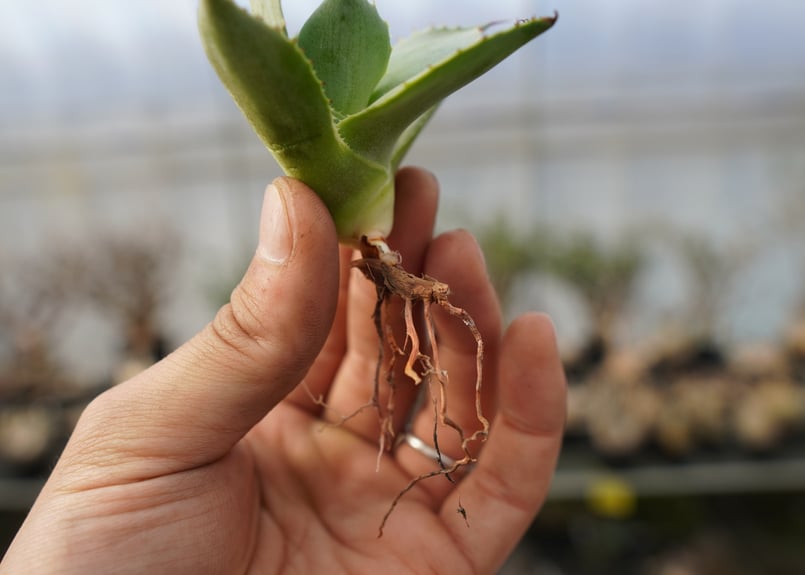 アガベ ポタトラム トレードウィンズ Agave potatorum Tradewinds N