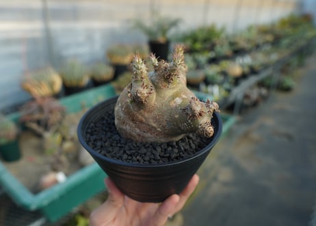 パキポディウム　マカイエンセ　Pachypodium makayense  No.6