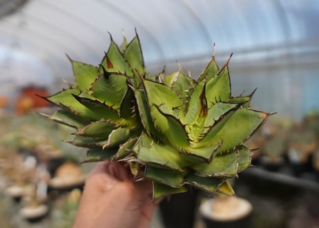 agave titanota 剣竜　No.4