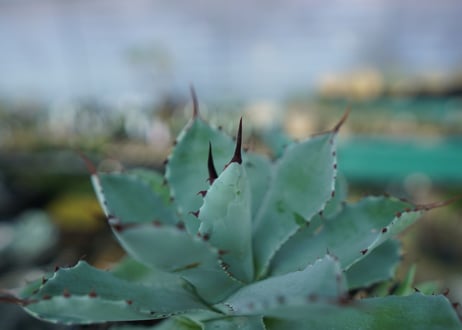 アガベ　吉祥冠　Agave potatorum No.2