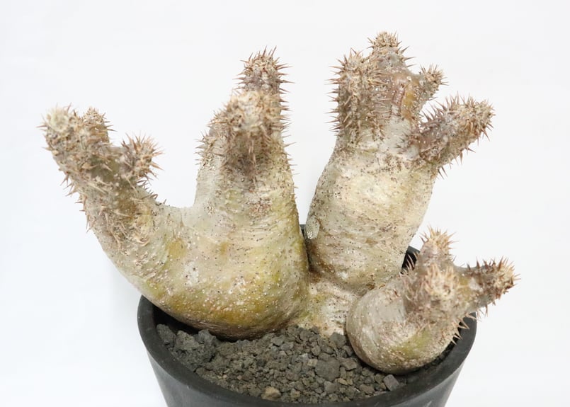 パキポディウム　デンシフローラム　塊根植物 パキポディウム・デンシフローラム 3.5号鉢 | | 多肉・塊根植物