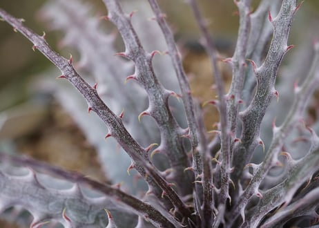 Dyckia Pinkthorn