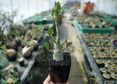 アデニウム　Adenium　No.10