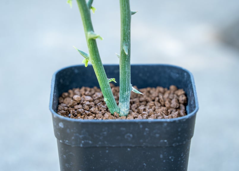 アデニア グロボーサ | mana's farm:塊根植物・アガベ・ドライガーデン