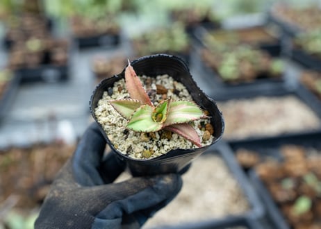 CATEGORY アガベ | mana's farm:塊根植物・アガベ・ドライガーデン植物