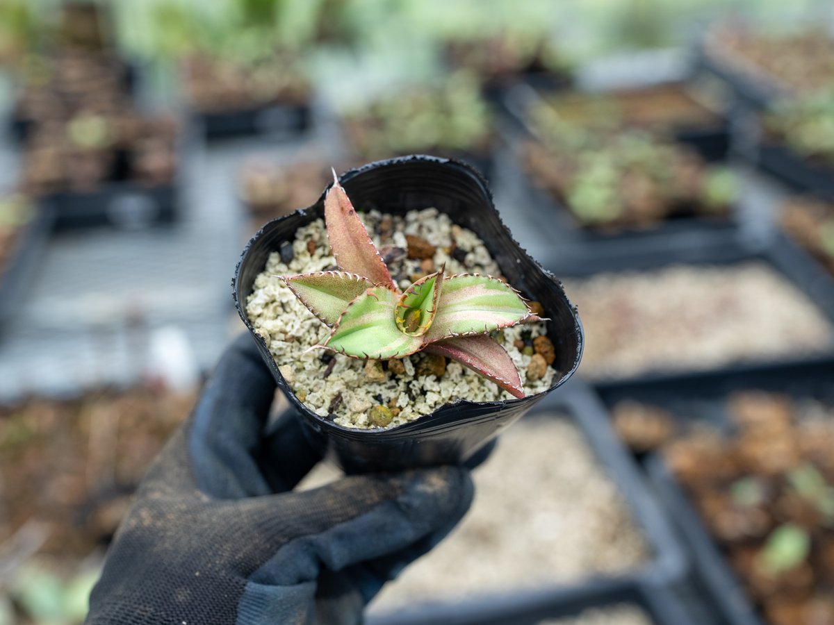 アガベ　オテロイ　実生　斑入り　パレット アガベオテロイ実生斑入りパレット