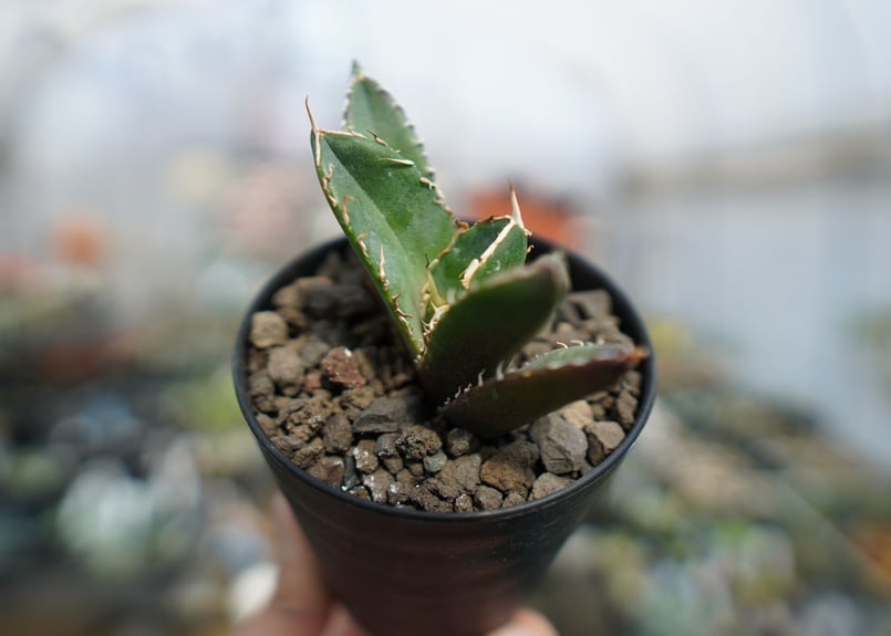 アガベ チタノタ 鬼爪雪峰 Agave titanota “Onitsume Yukimin...