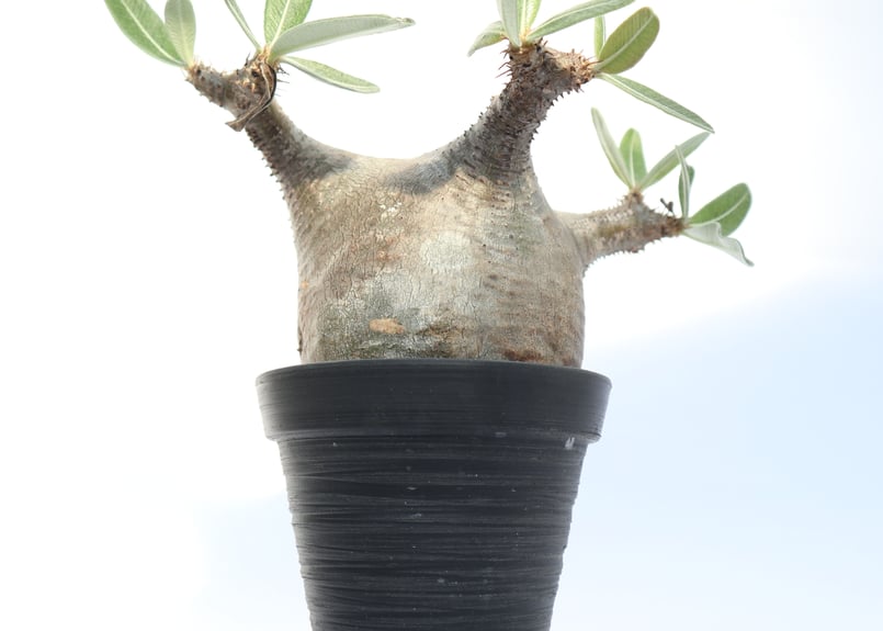 パキポディウム カクチペス | mana's farm:塊根植物・アガベ・ドライ