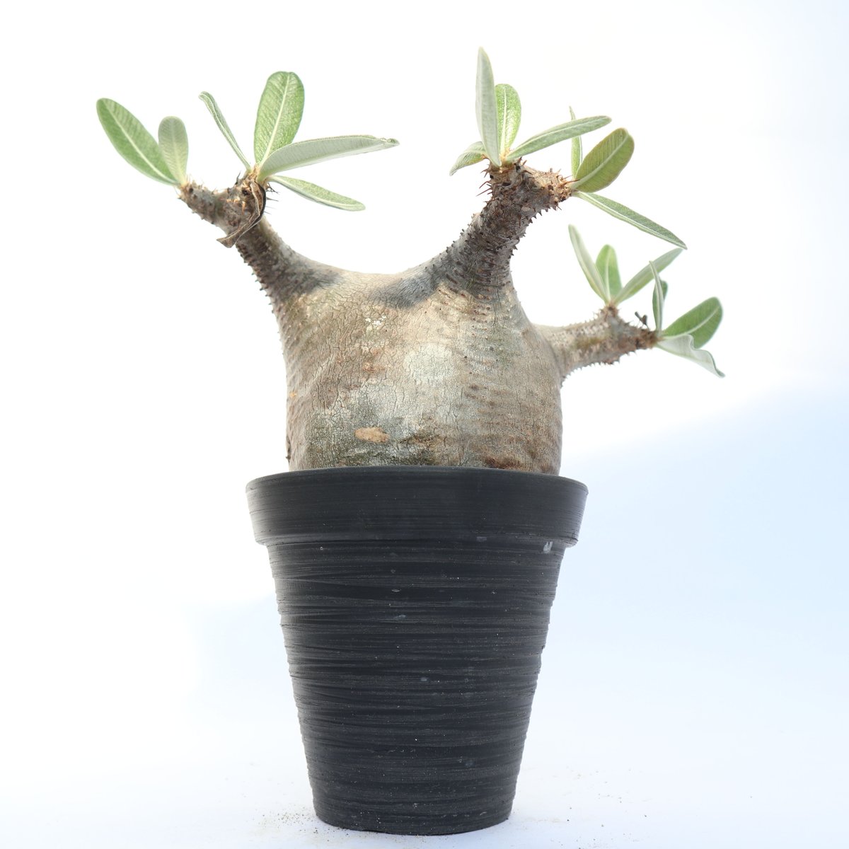 現地球】パキポディウム カクチペス パキポディウム カクチペス