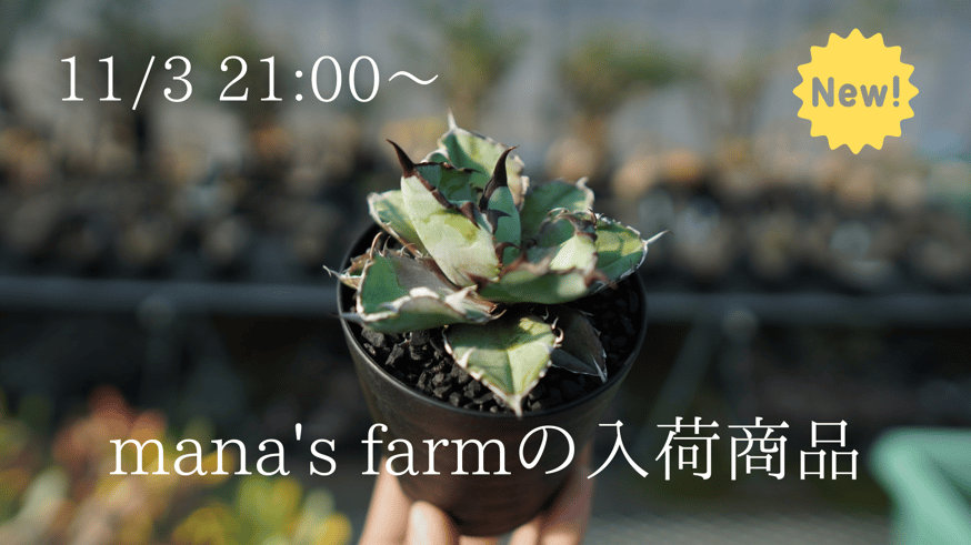 沖縄で育成したBBを1株限定でアップします。 | mana's farm:塊根植物