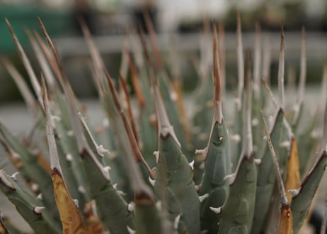 アガベ　ユタエンシス　Agave uthaensis　NO.4