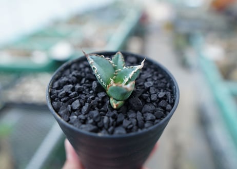 アガベ　チタノタ　FO-76　Agave titanota  FO-76　No.5