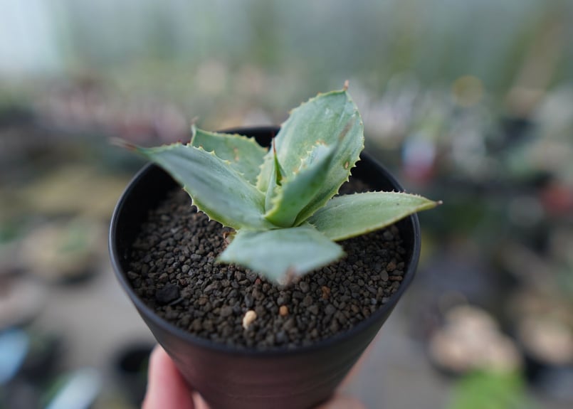 アガベ ポタトラム トレードウィンズ Agave potatorum