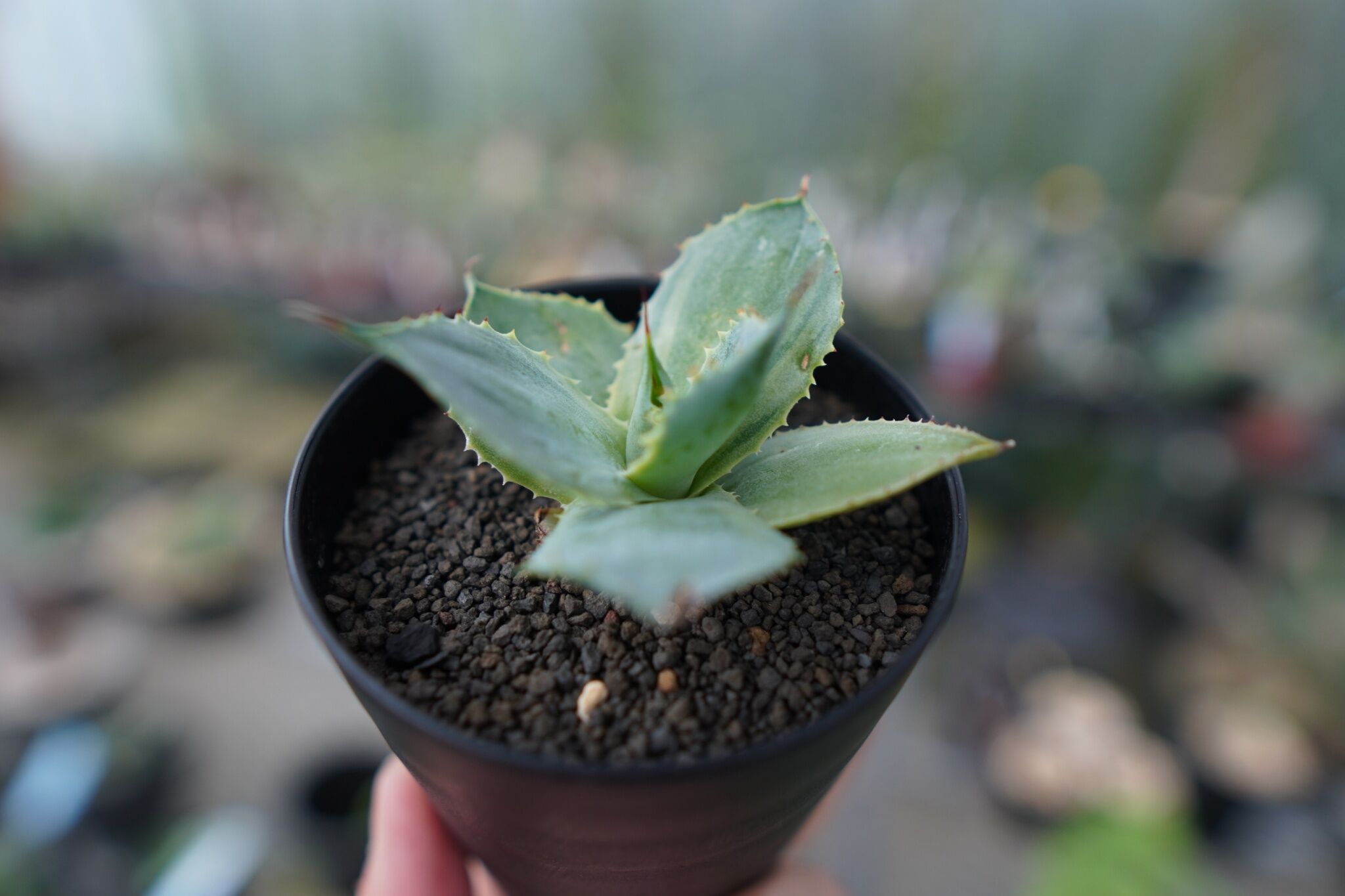 アガベ ポタトラム トレードウィンズ Agave potatorum Tradewinds N
